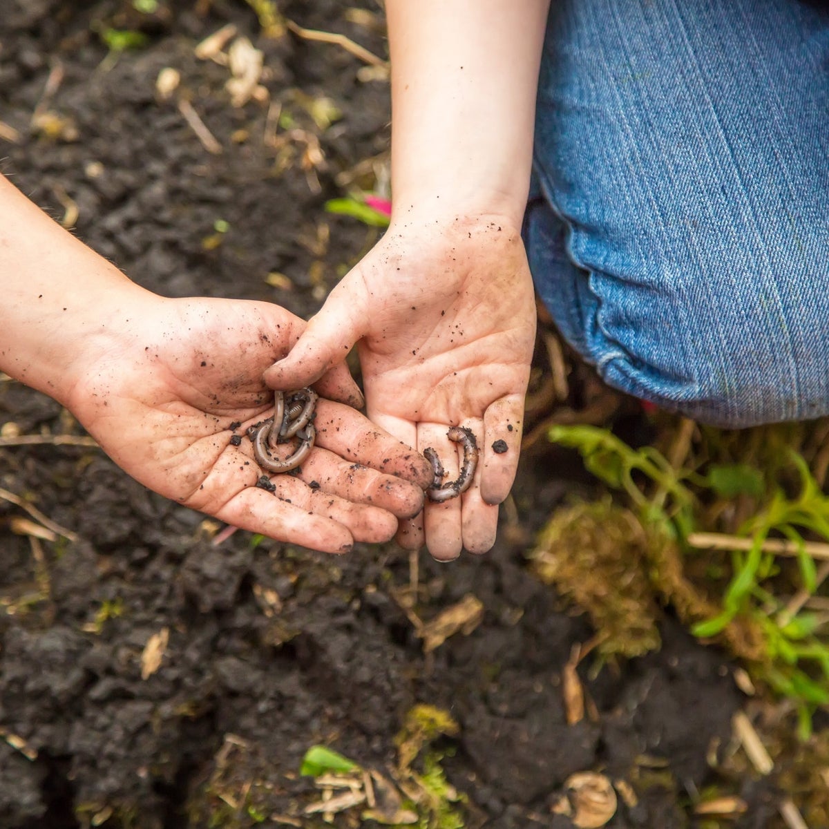 Mãos de criança tocando terra enquanto planta