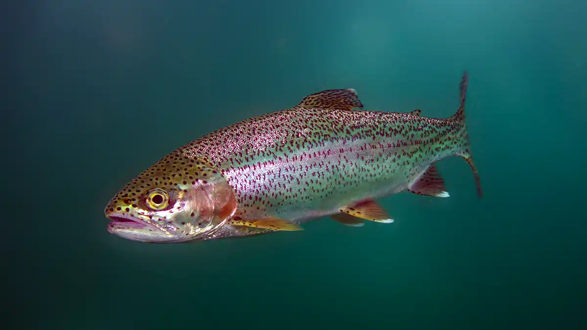 Rainbow Trout photo