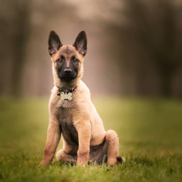 Belgian Malinois for First-Time Owners: What You Need to Know