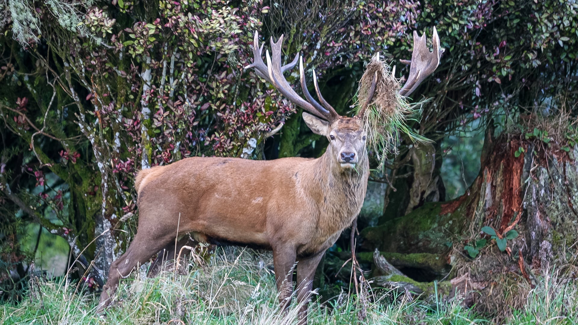 New Zealand Red Stag Hunt