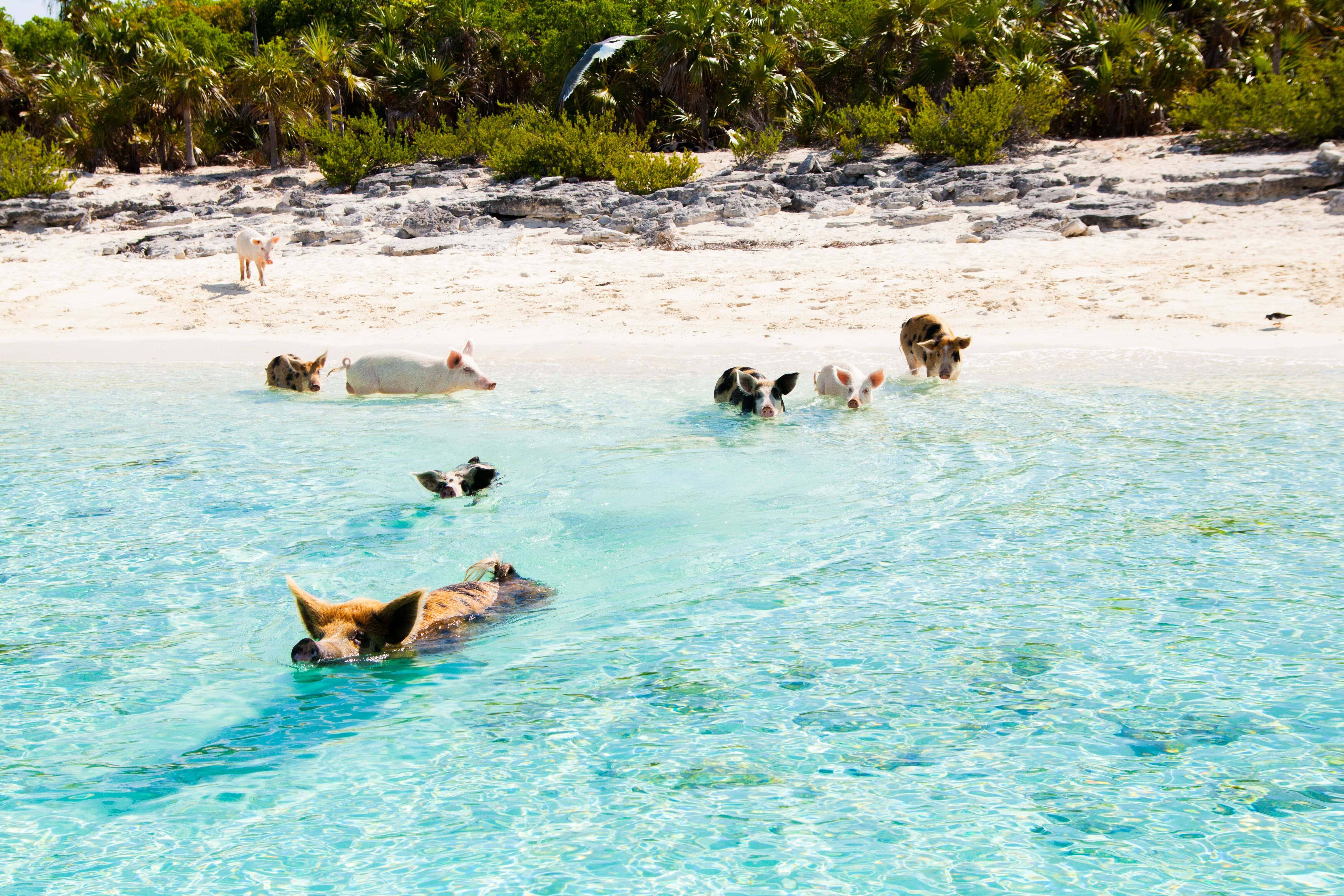 The Exumas Caribbean destination