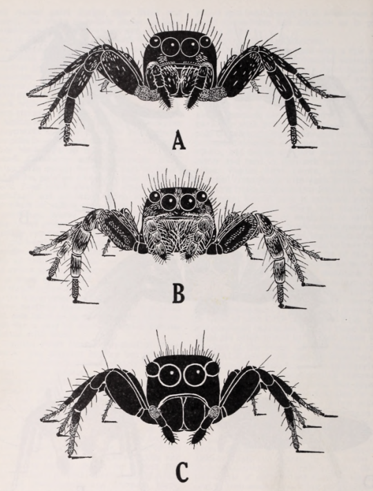 Jumping Spider