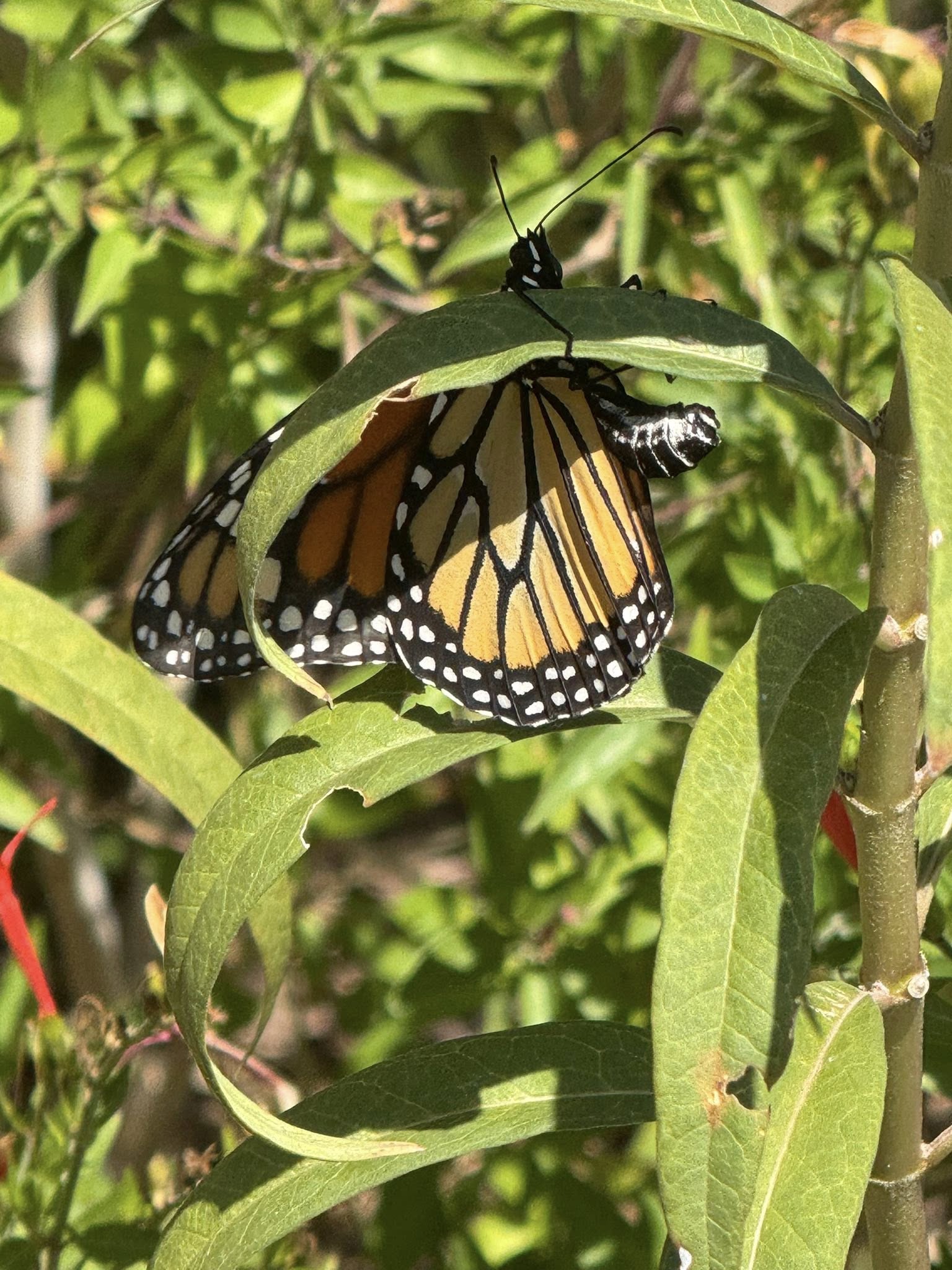Butterfly on leaf