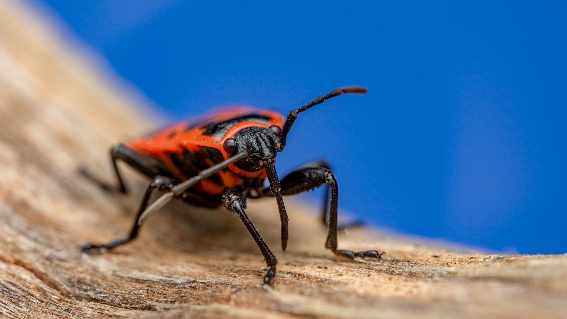 Close-up of bed bug found during inspection in Bulawayo home