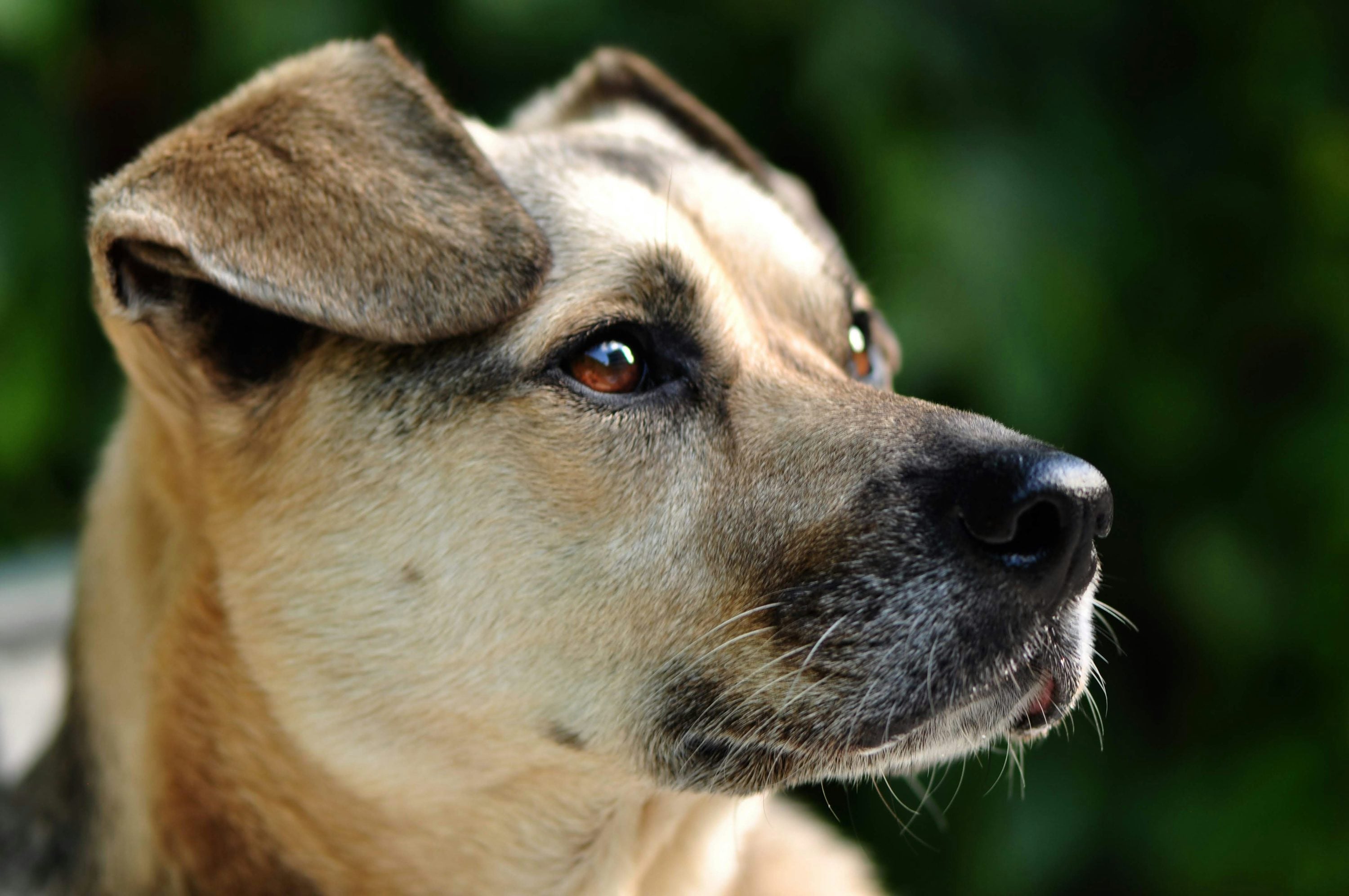 Close-up of a smartphone with the IntelliPaw app open