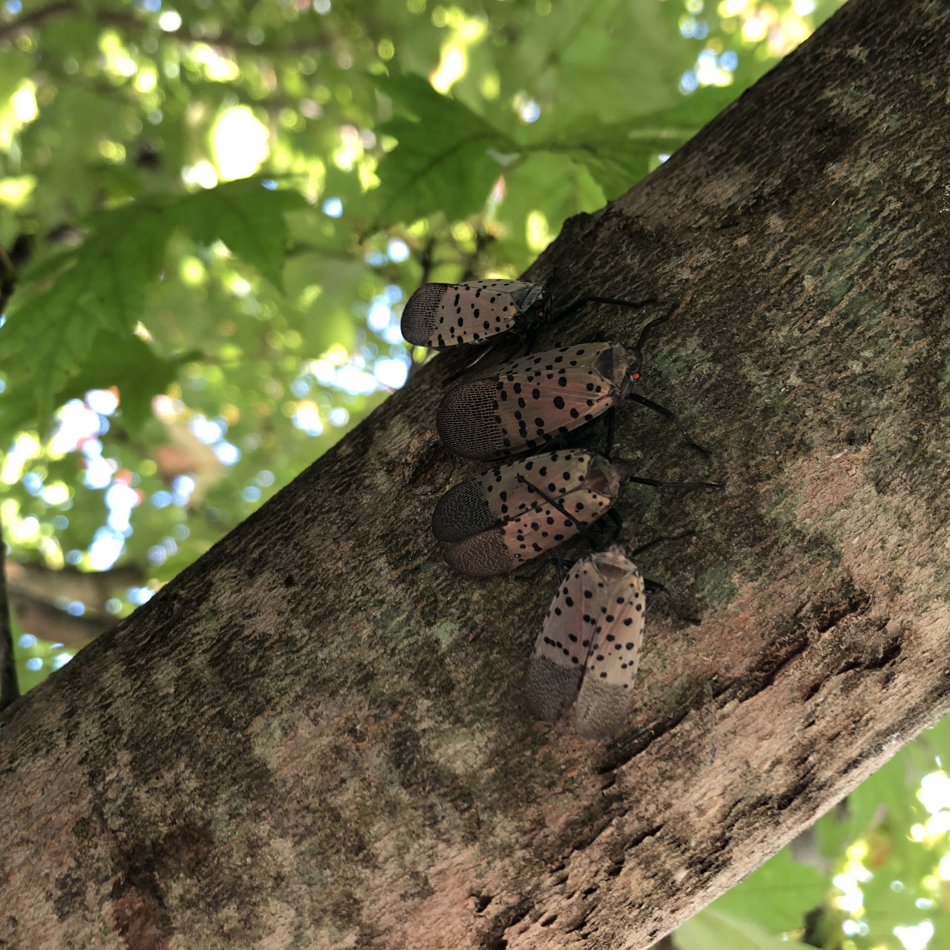 Outdoor Pests