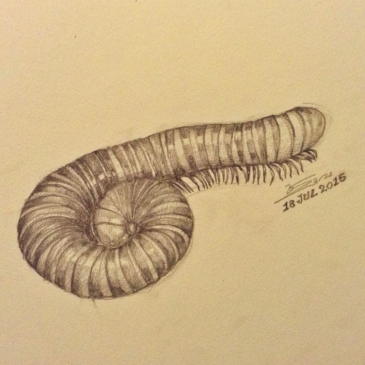 North American Millipede