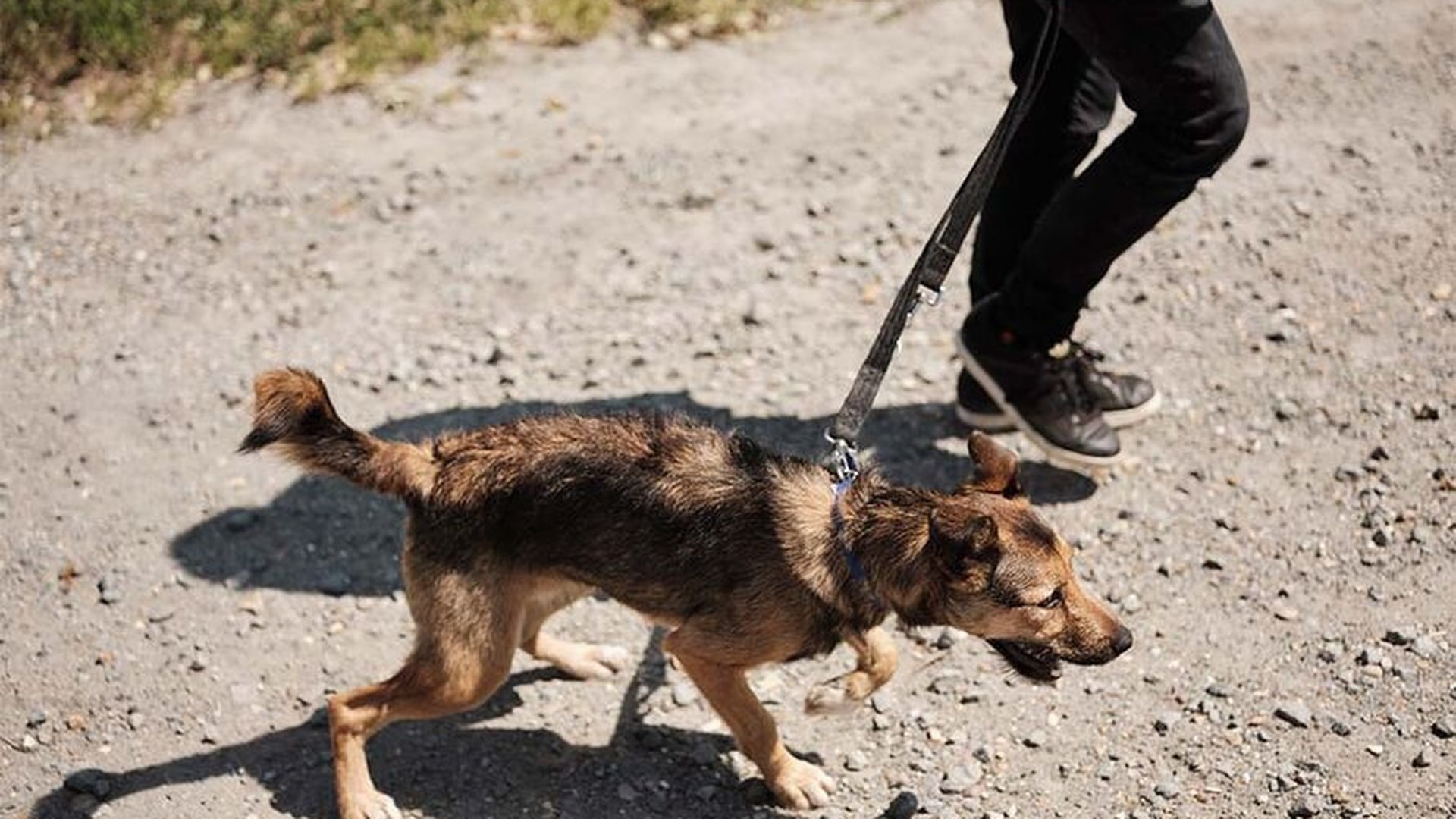 Understanding Reactive Dogs: A Complete Guide