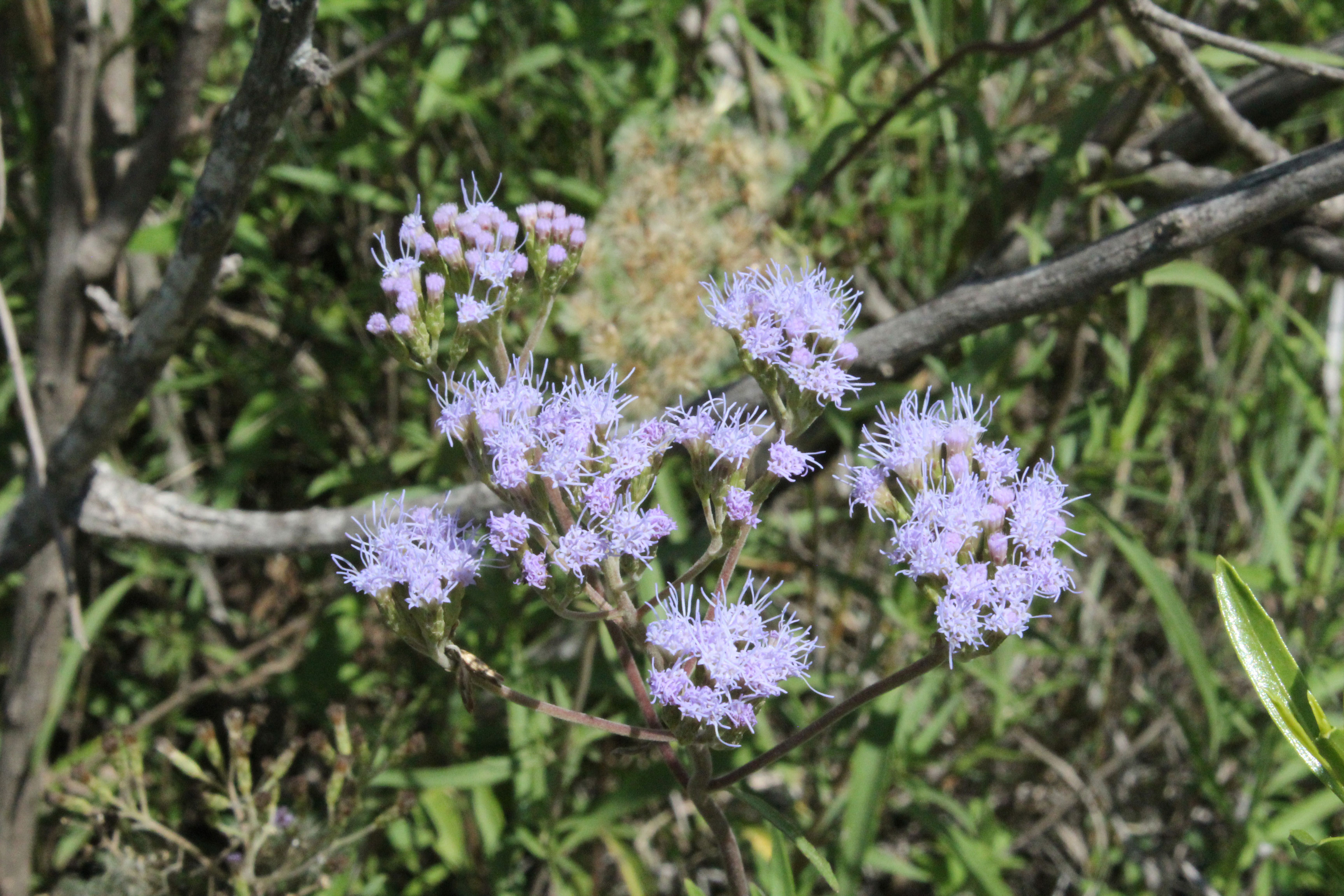 Flora nativa de las sierras