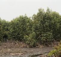 Agbaroh land before purchase