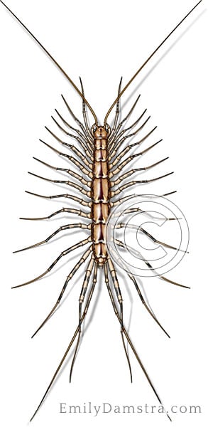 House Centipede