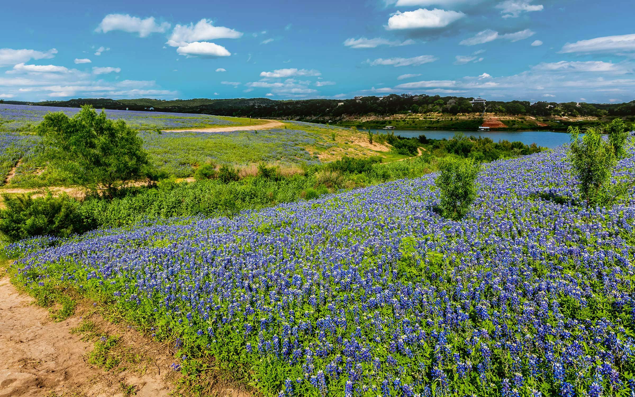 Texas wildflowers and nature scene