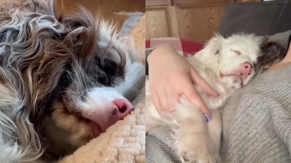 Rescued pet