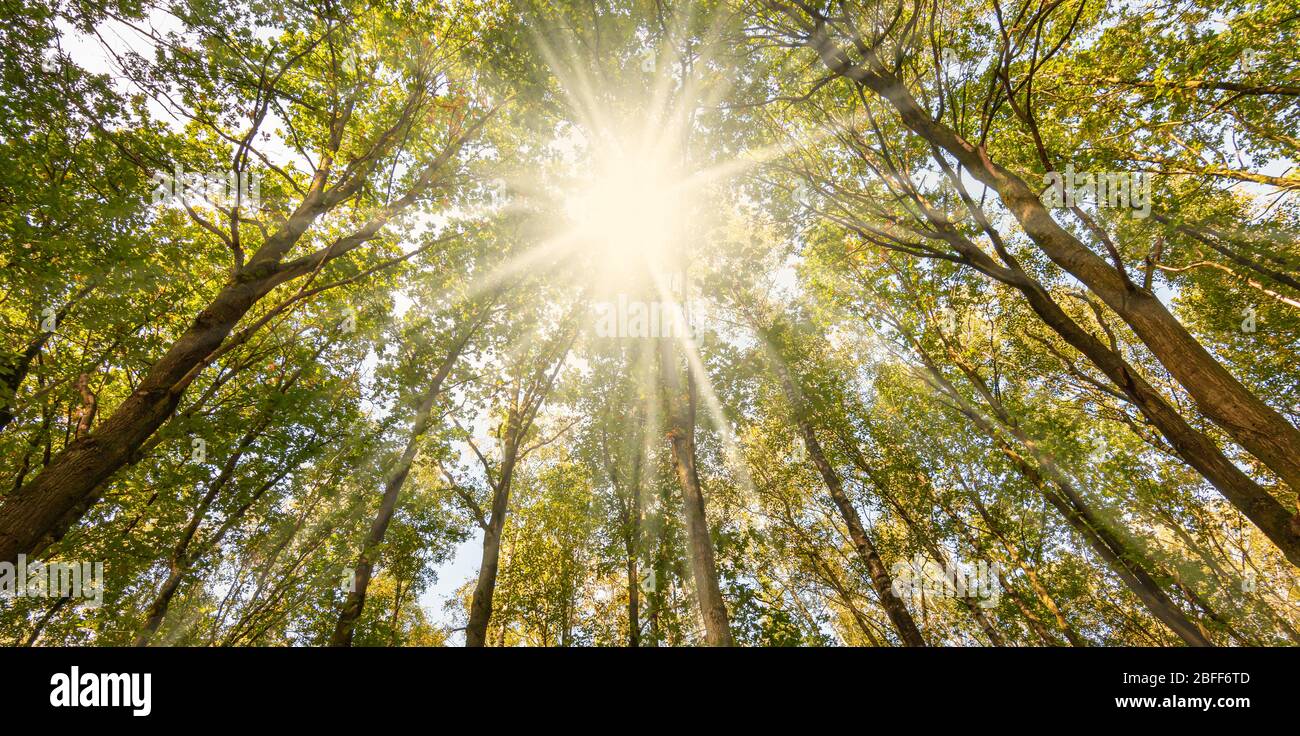 Sunlit forest representing spiritual growth