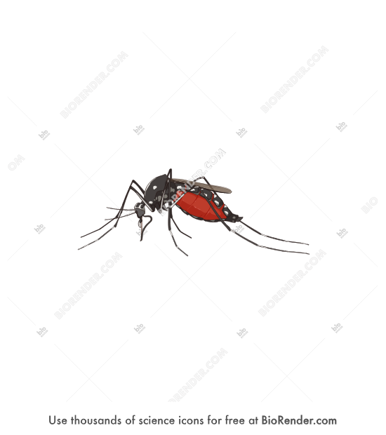 Asian Tiger Mosquito