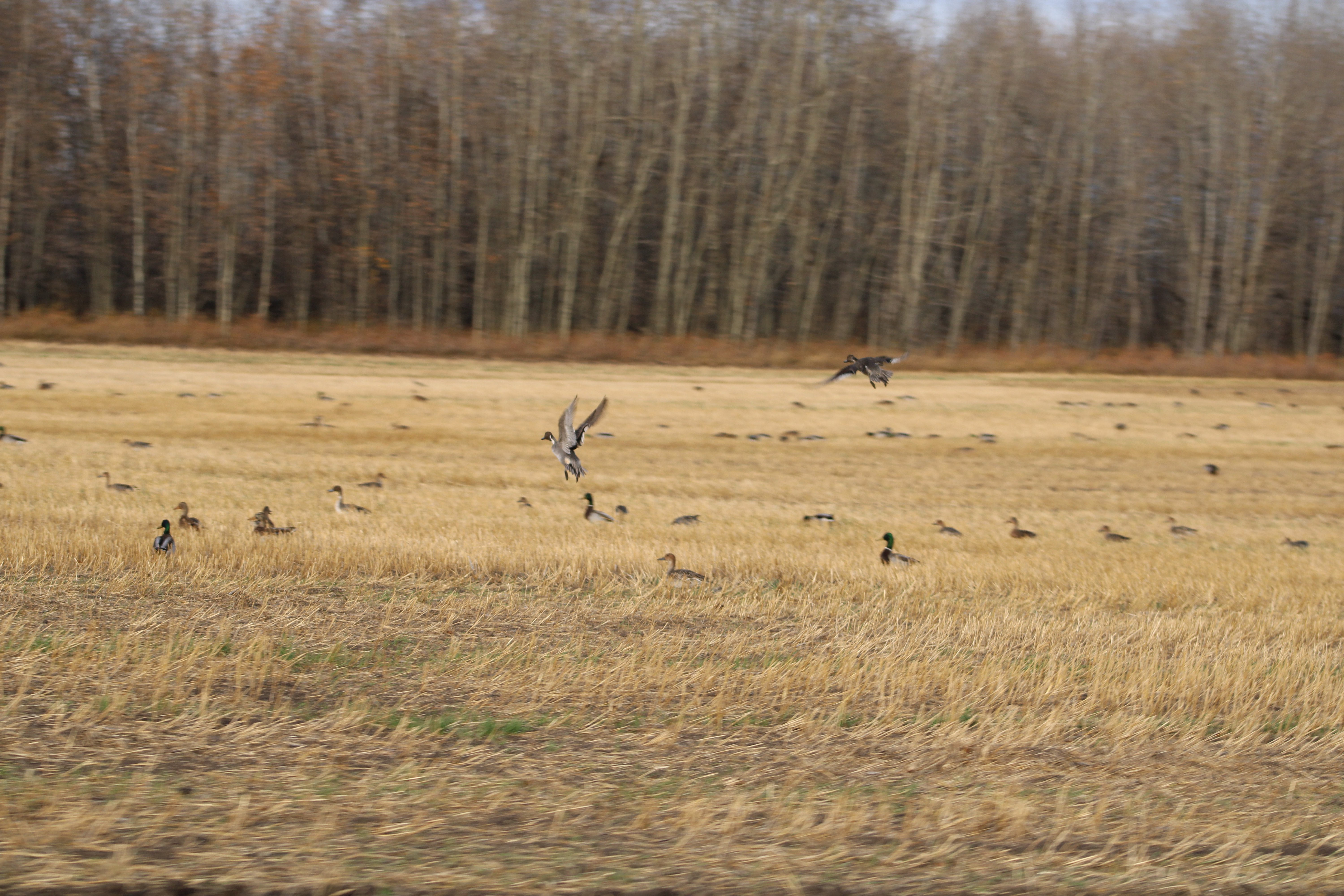Saskatchewan waterfowl 