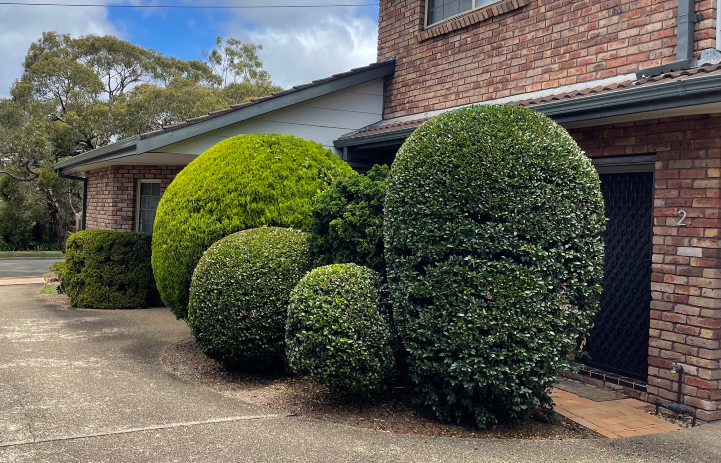 Working Earth horticulturist caring for a Sydney garden