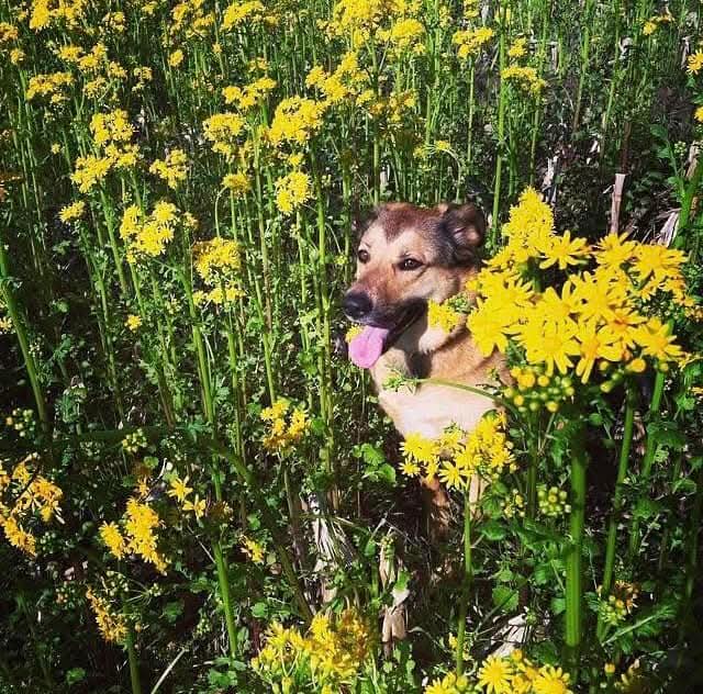 Essential Oils & Pets: A Safety Guide