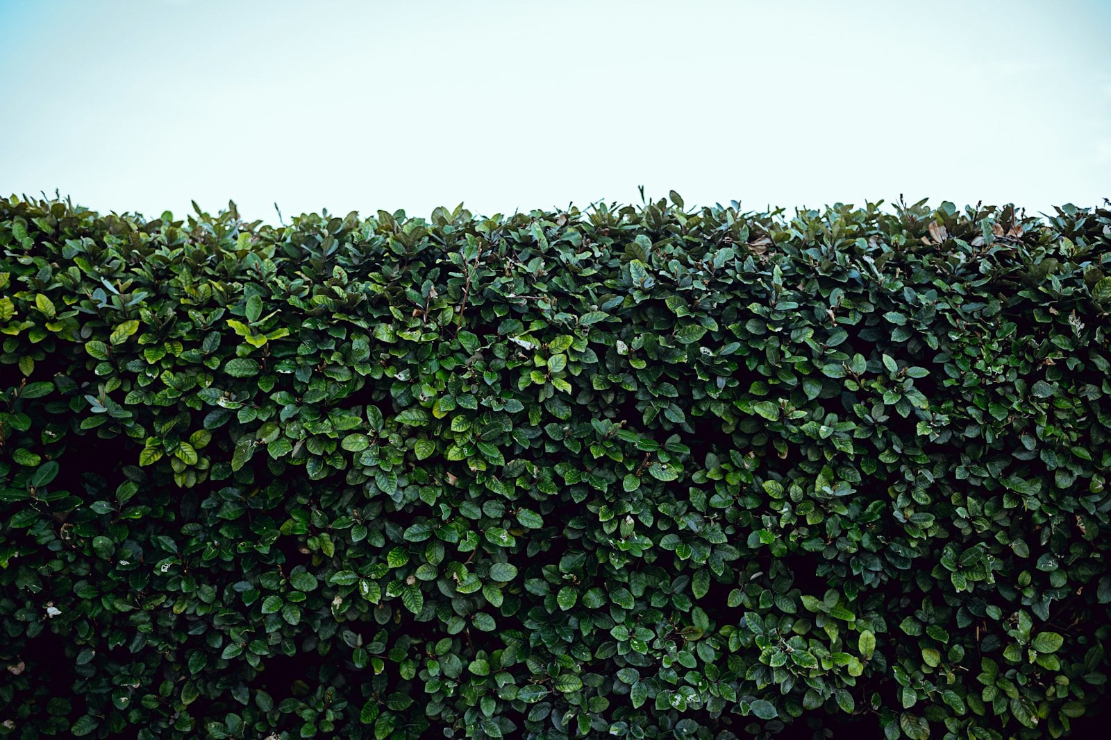 Hedge Trimming & Cutting work at a Northamptonshire property – photo 6