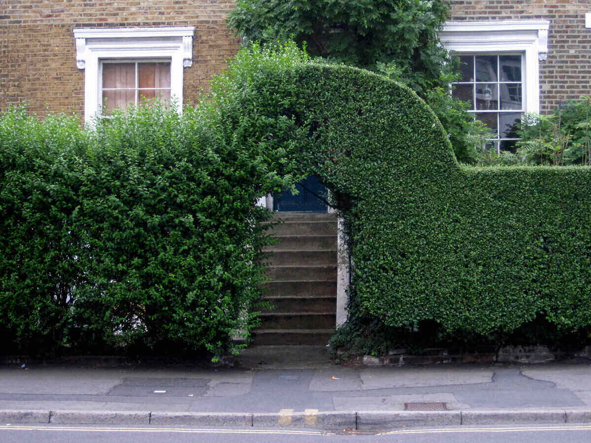 Hedge & Shrub Trimming