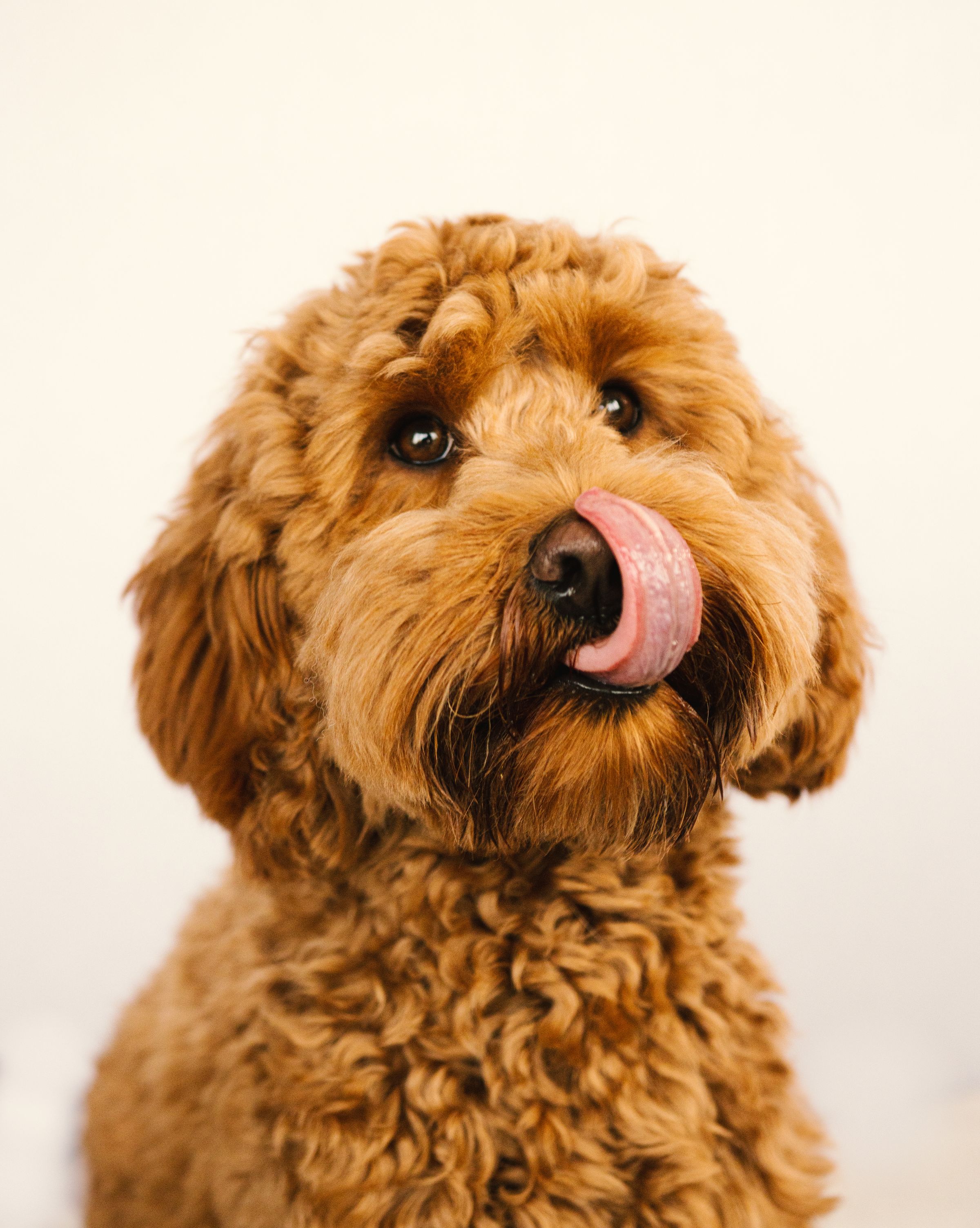 Adorable goldendoodle close-up portrait, warm professional photography