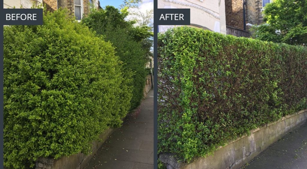 Hedge Cutting & Trimming