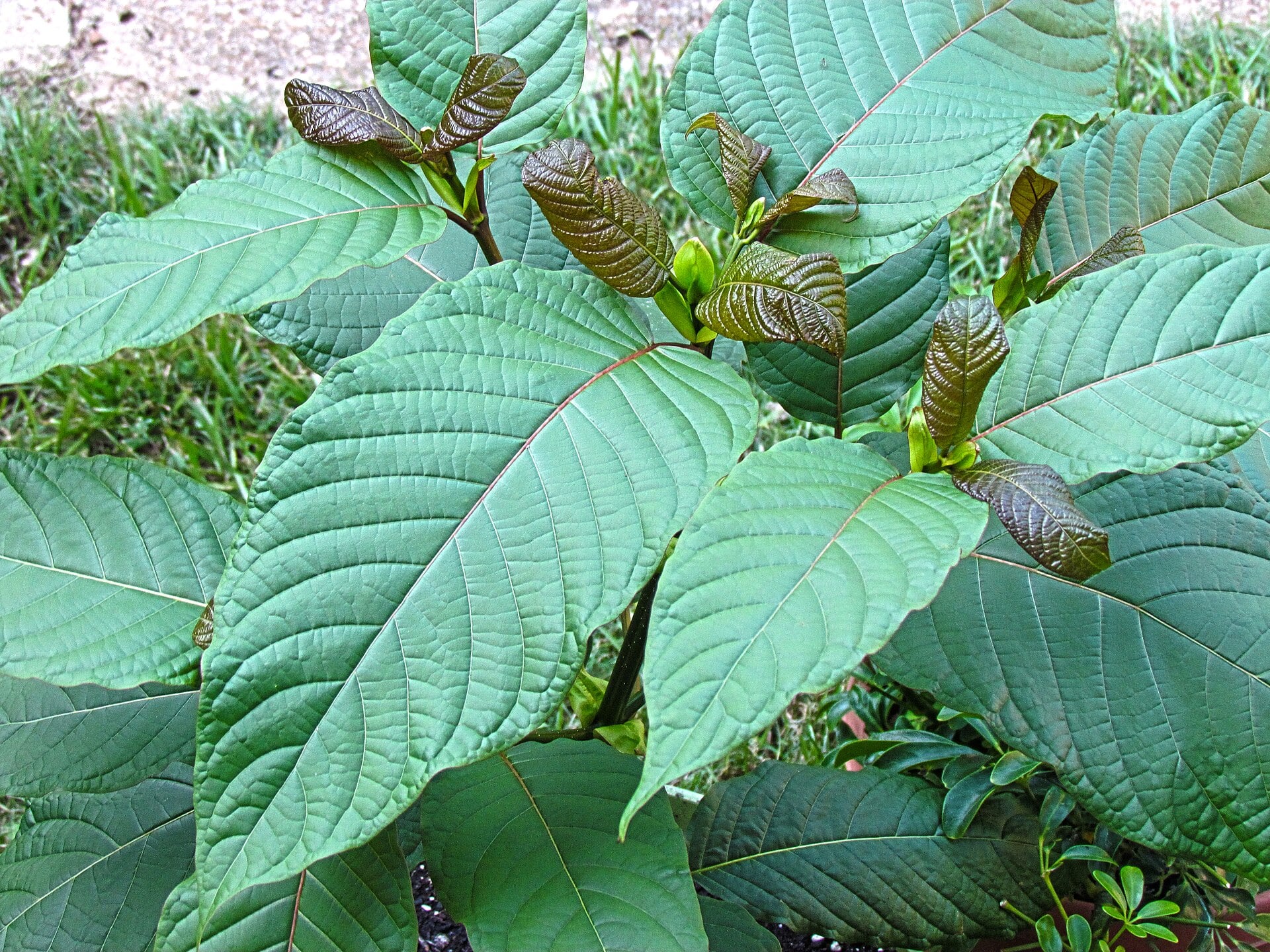 Mitragyna speciosa foliage with prominent leaf veins and reddish new growth