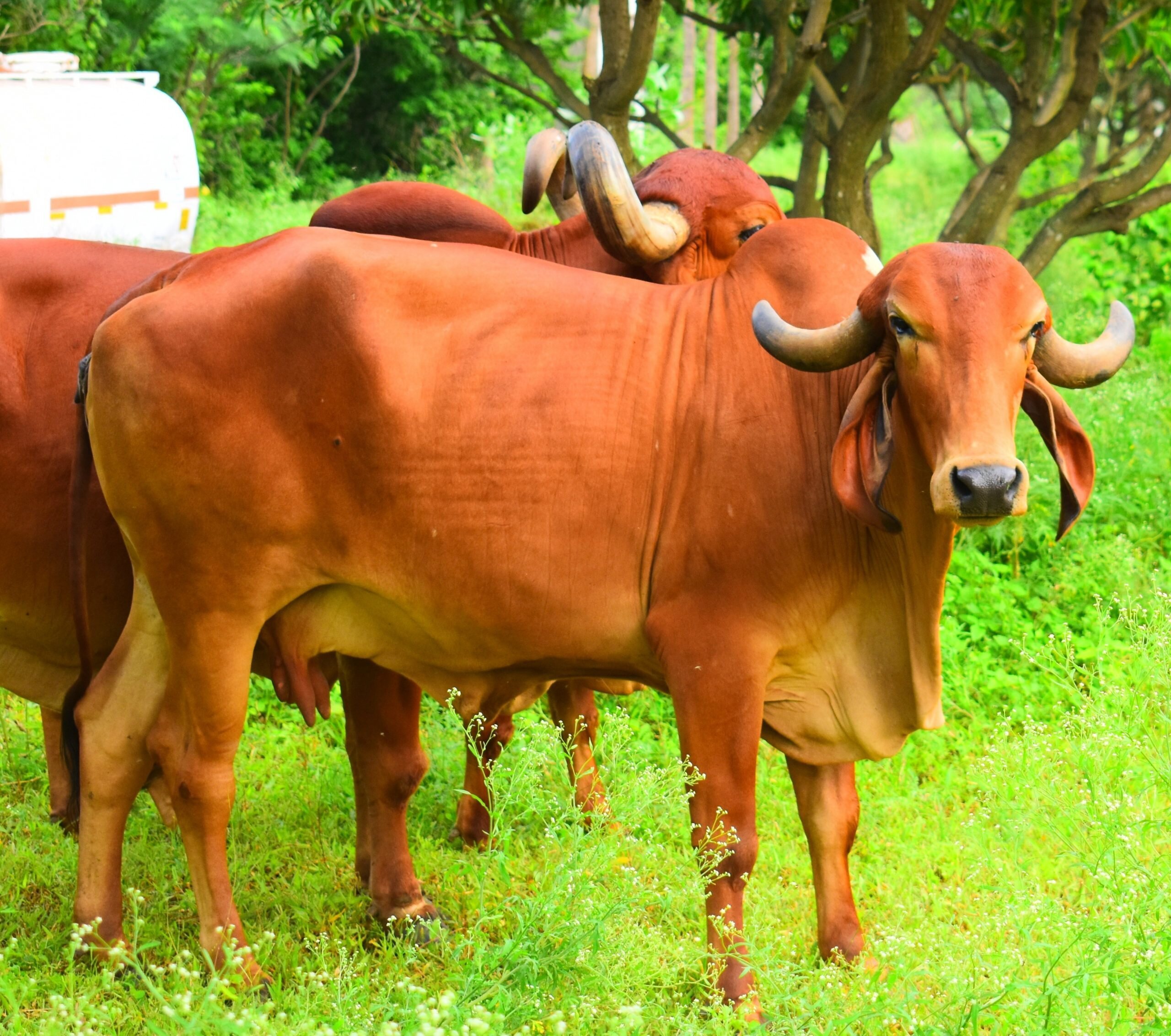 Gir Cow - The majestic Gir cow from Gujarat with distinctive curved horns, pendulous ears, and renowned for A2 milk production.