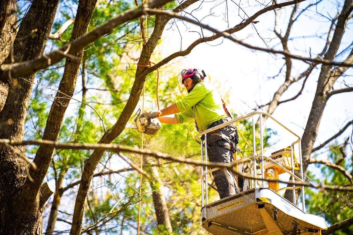Tree Surgery