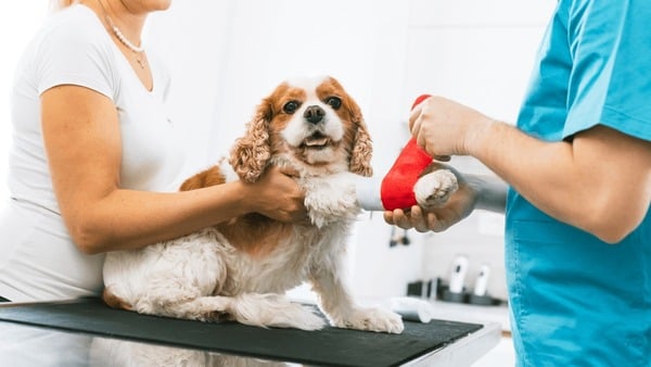 Volunteer responding to an animal welfare emergency on their phone