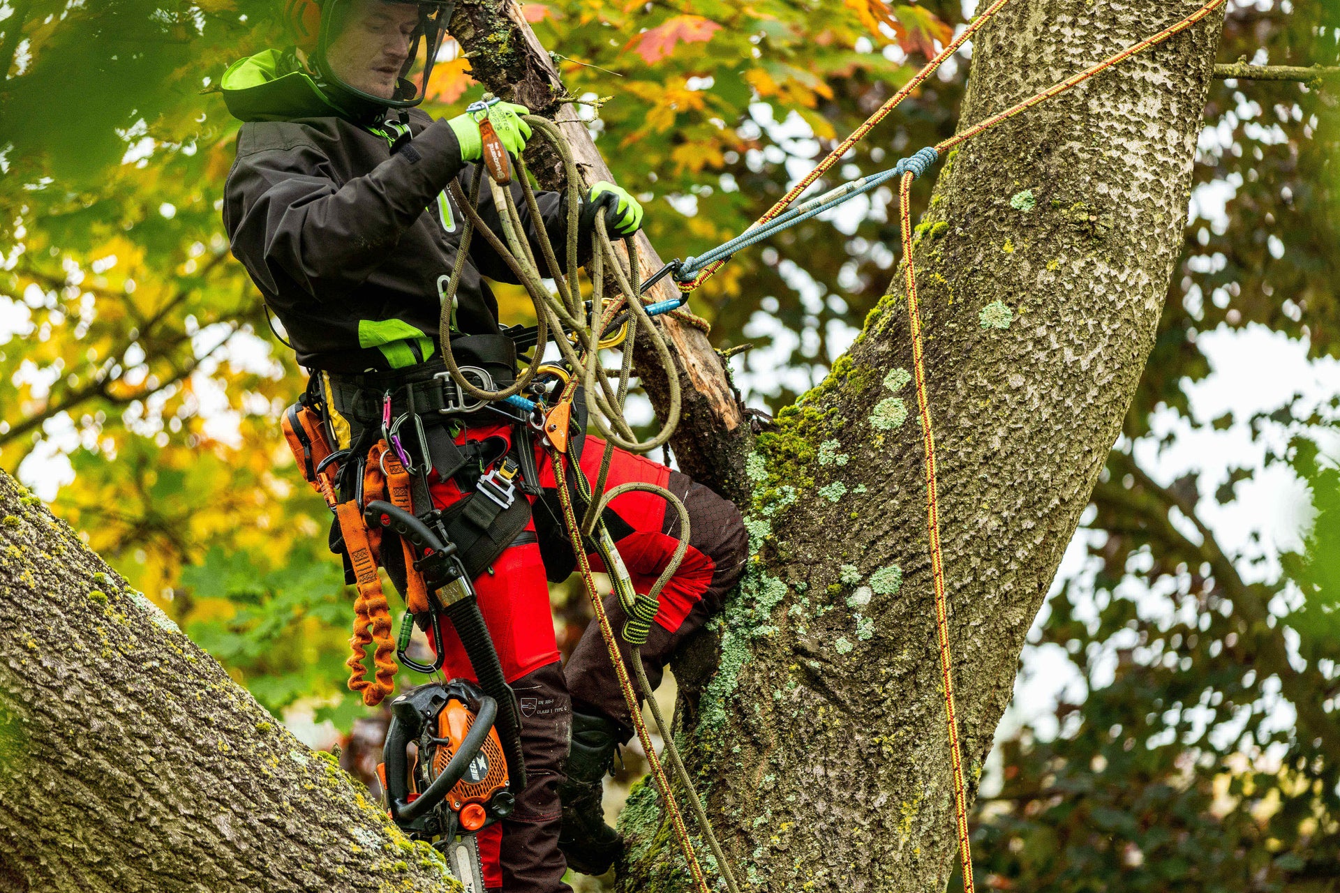 Tree Pruning