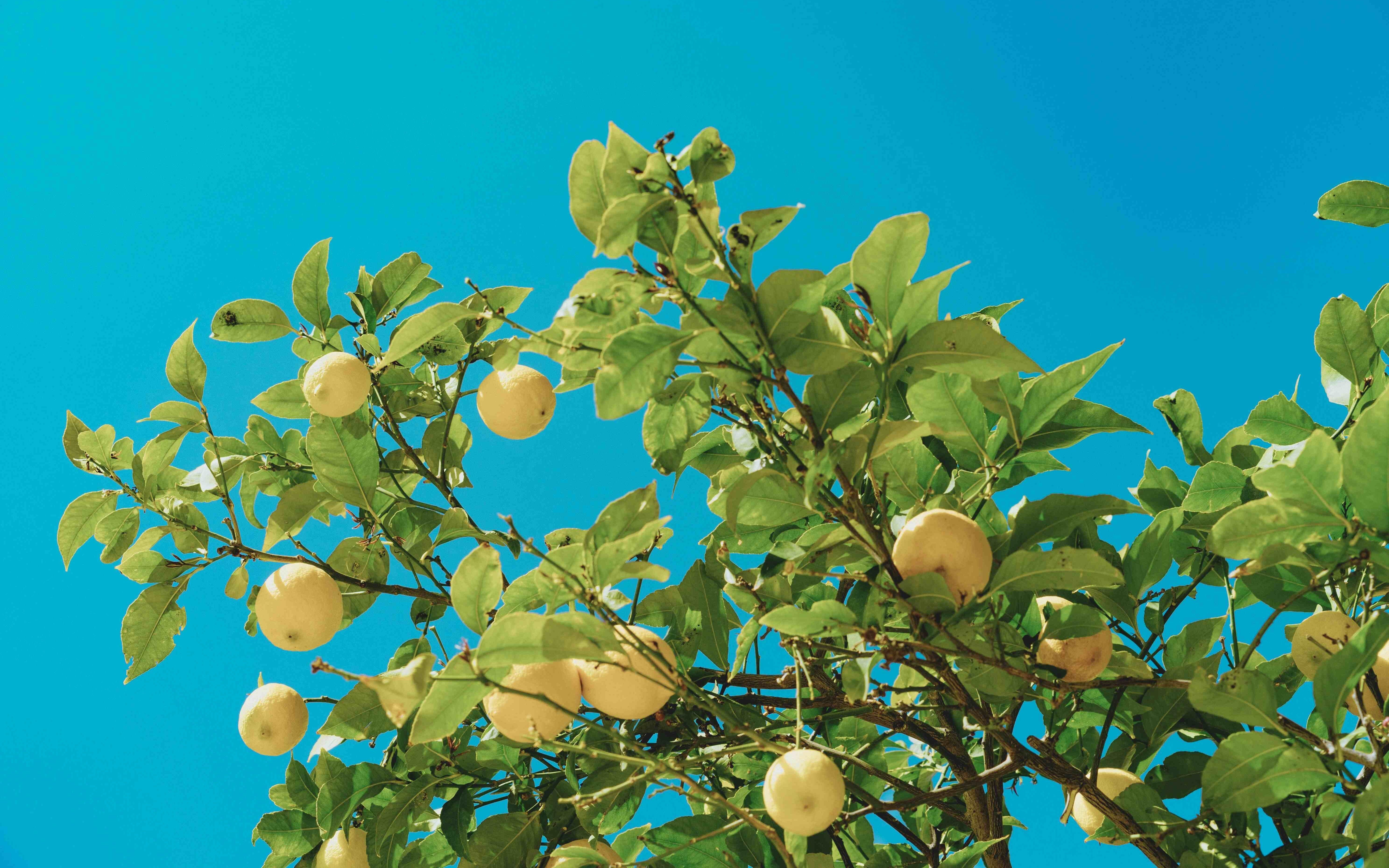Limonero cargado de limones maduros bajo el sol del Mediterráneo