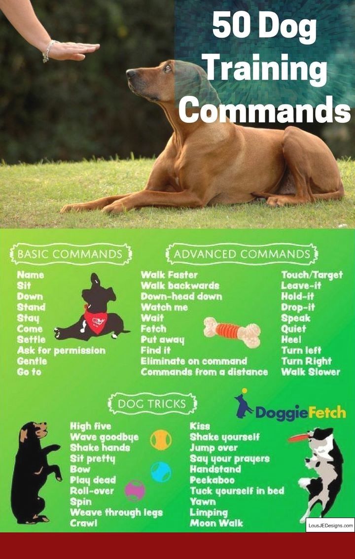 Puppy training success story