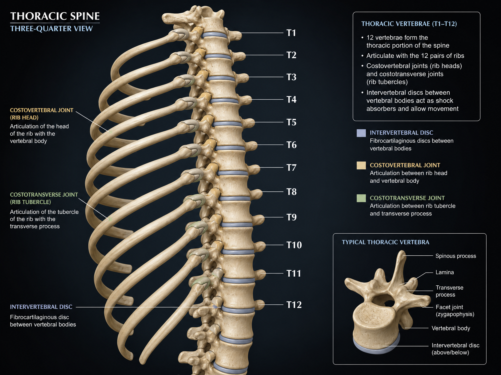 Anatomical diagram of the Thoracic Spine — T1 through T12