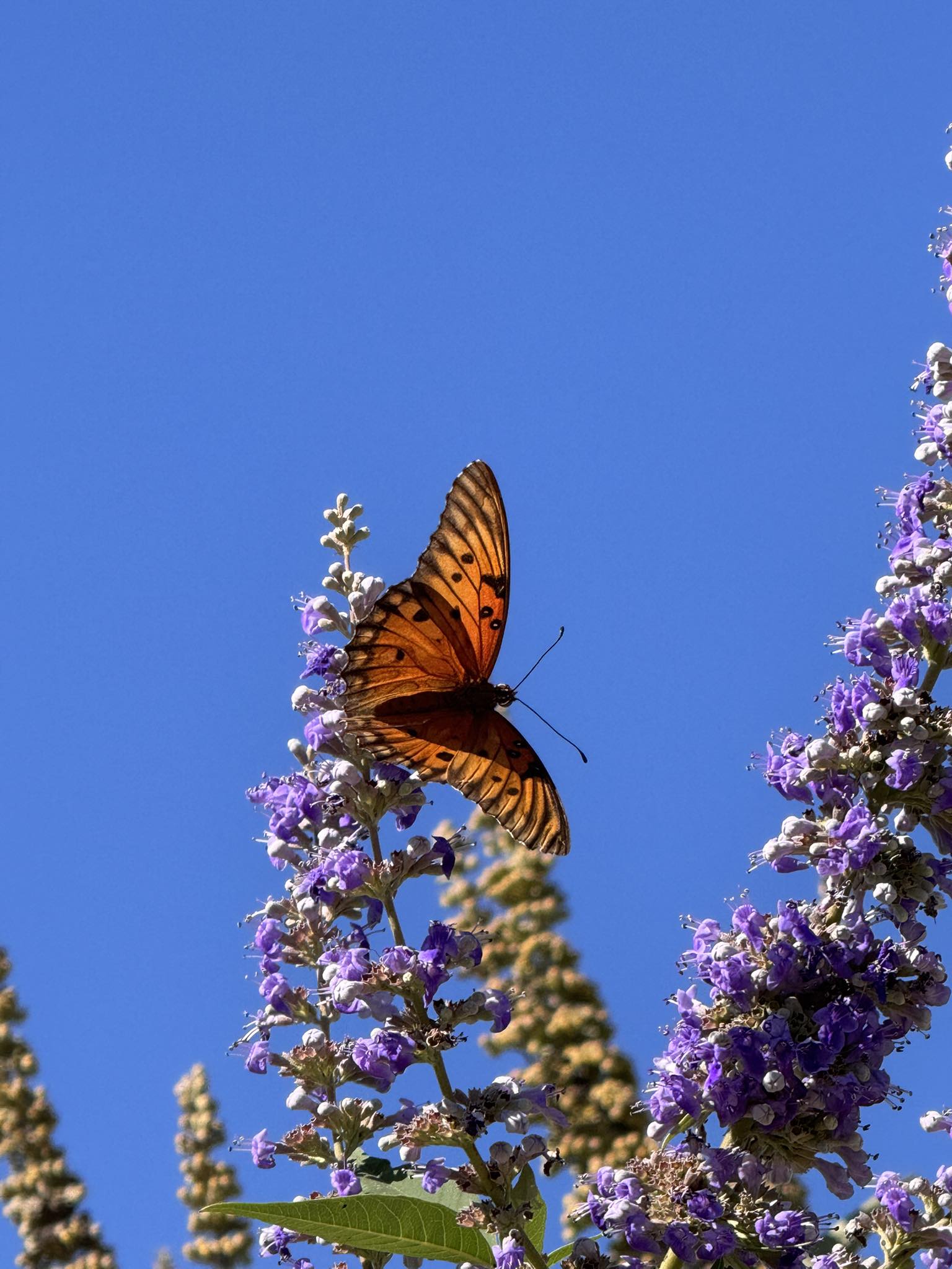 Butterfly on flowers