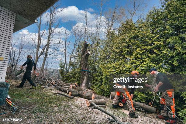 Professional tree felling and removal service