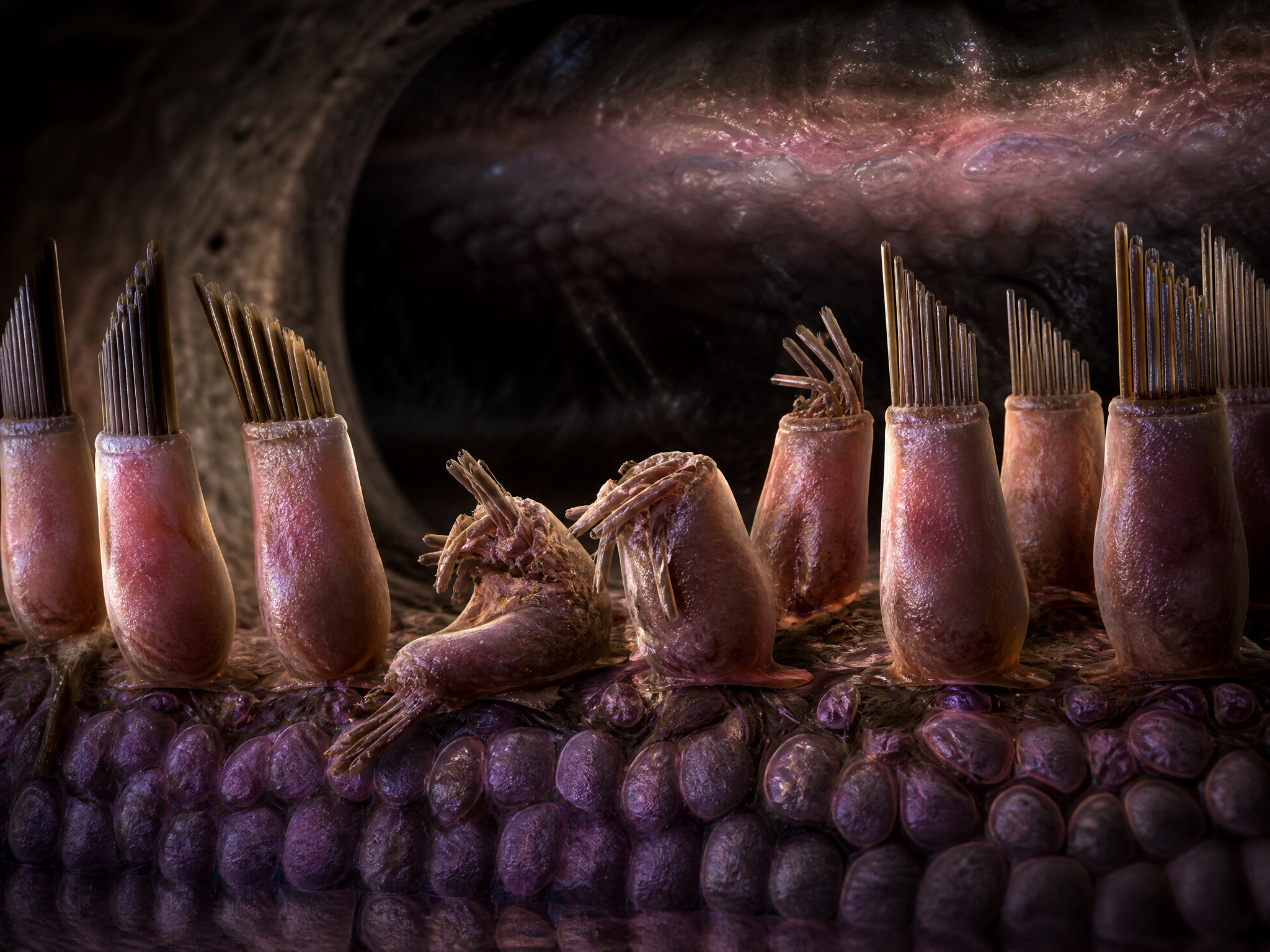 Microscopic render of damaged cochlear hair cells inside the inner ear, some bent and broken from noise exposure