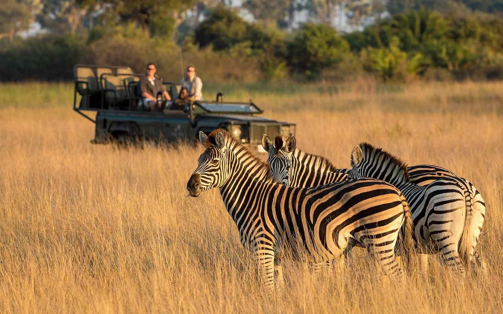 Best African Safari Tours 2025–2026: Our Top 10 Expert Picks