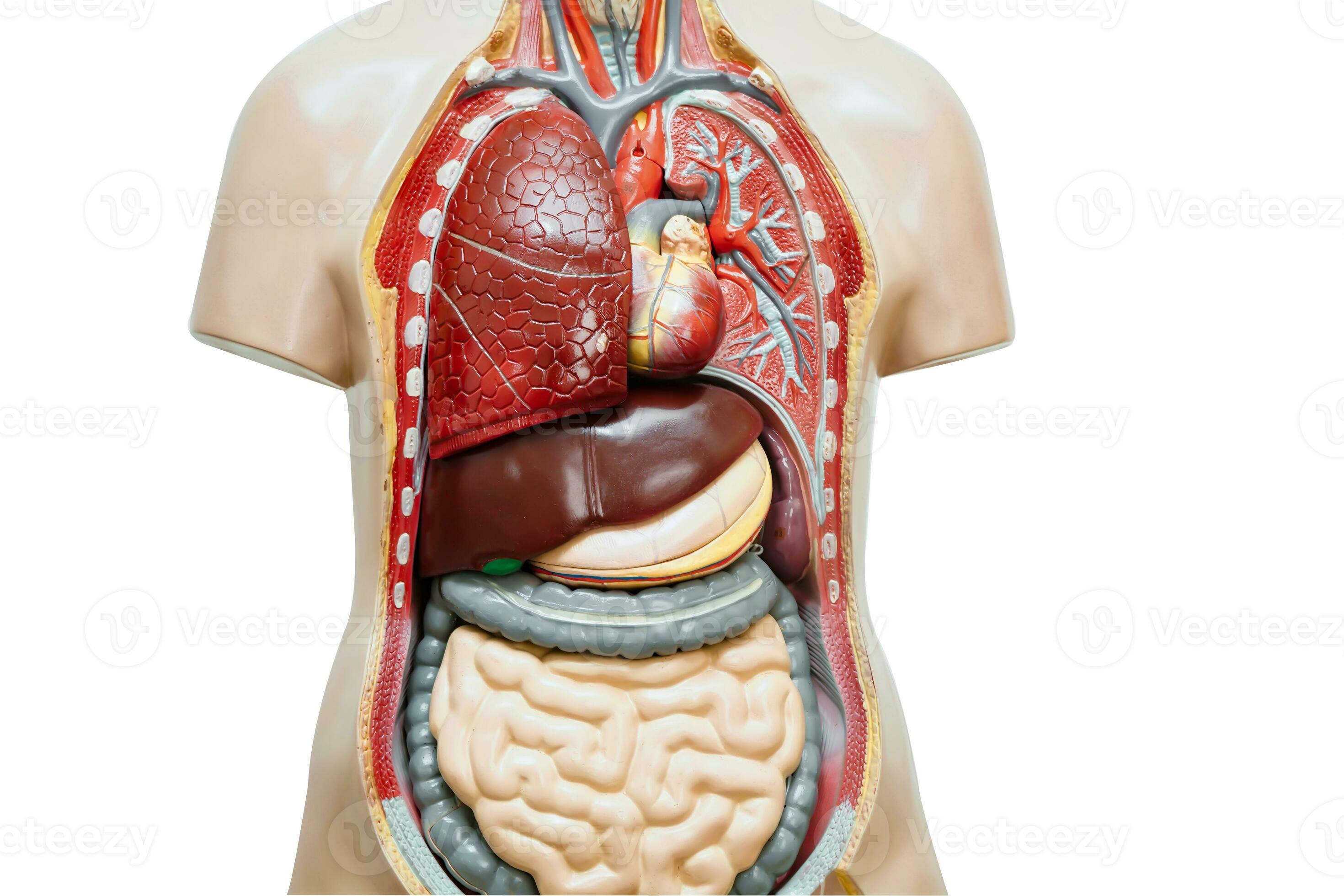 Anatomy Models
