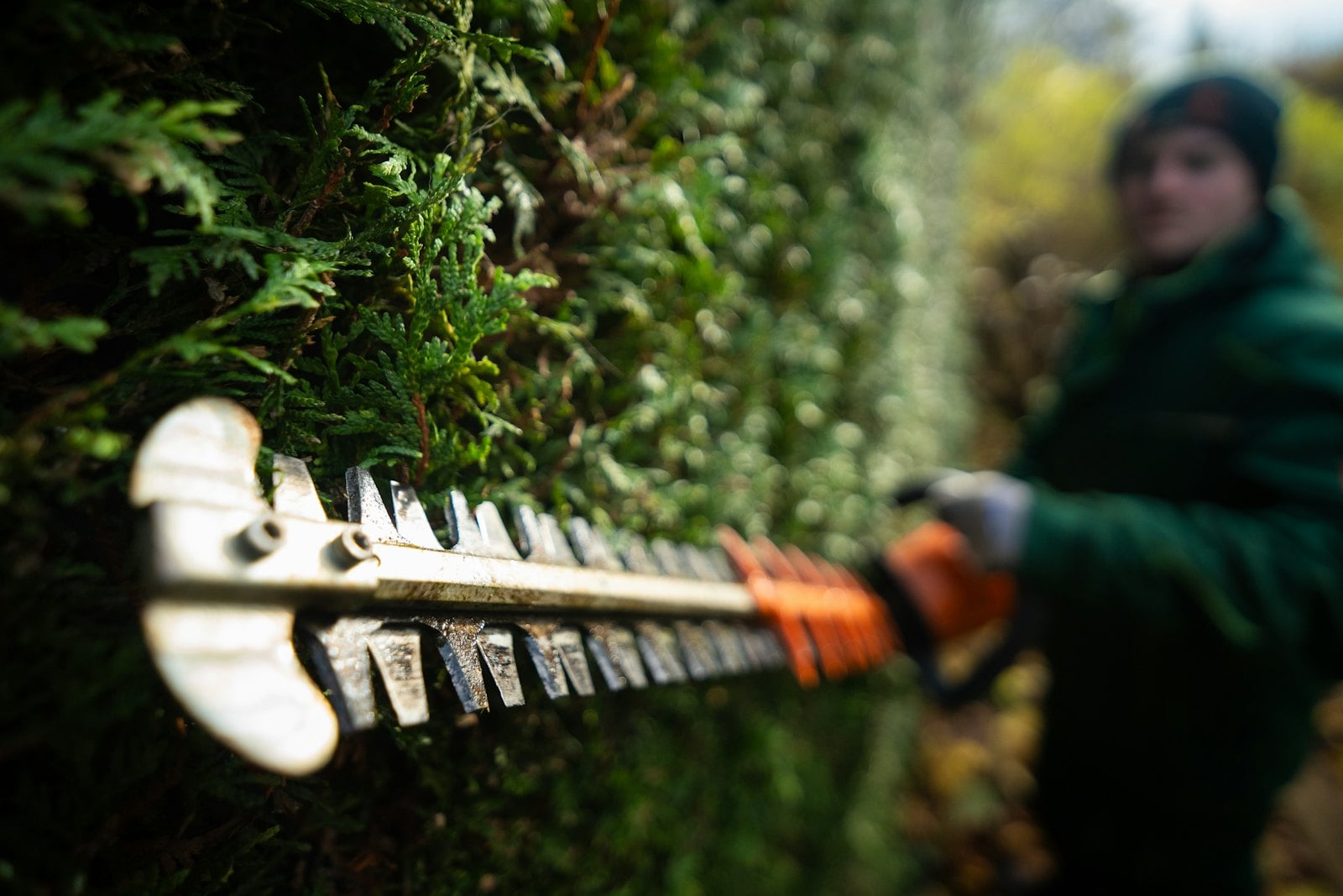 Hedge Trimming & Cutting work at a Northamptonshire property – photo 4