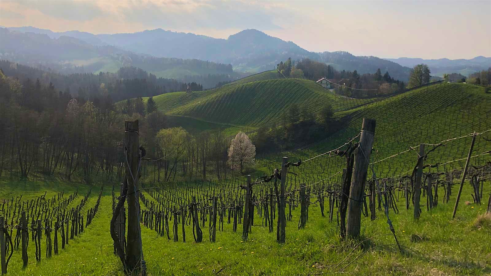 European vineyard with rolling hills in wine country