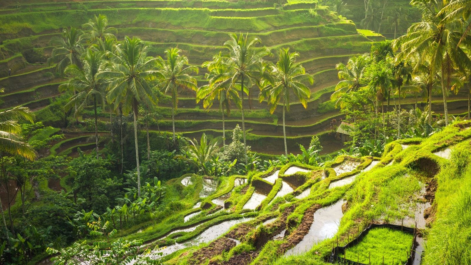 Rizières en terrasses à Bali