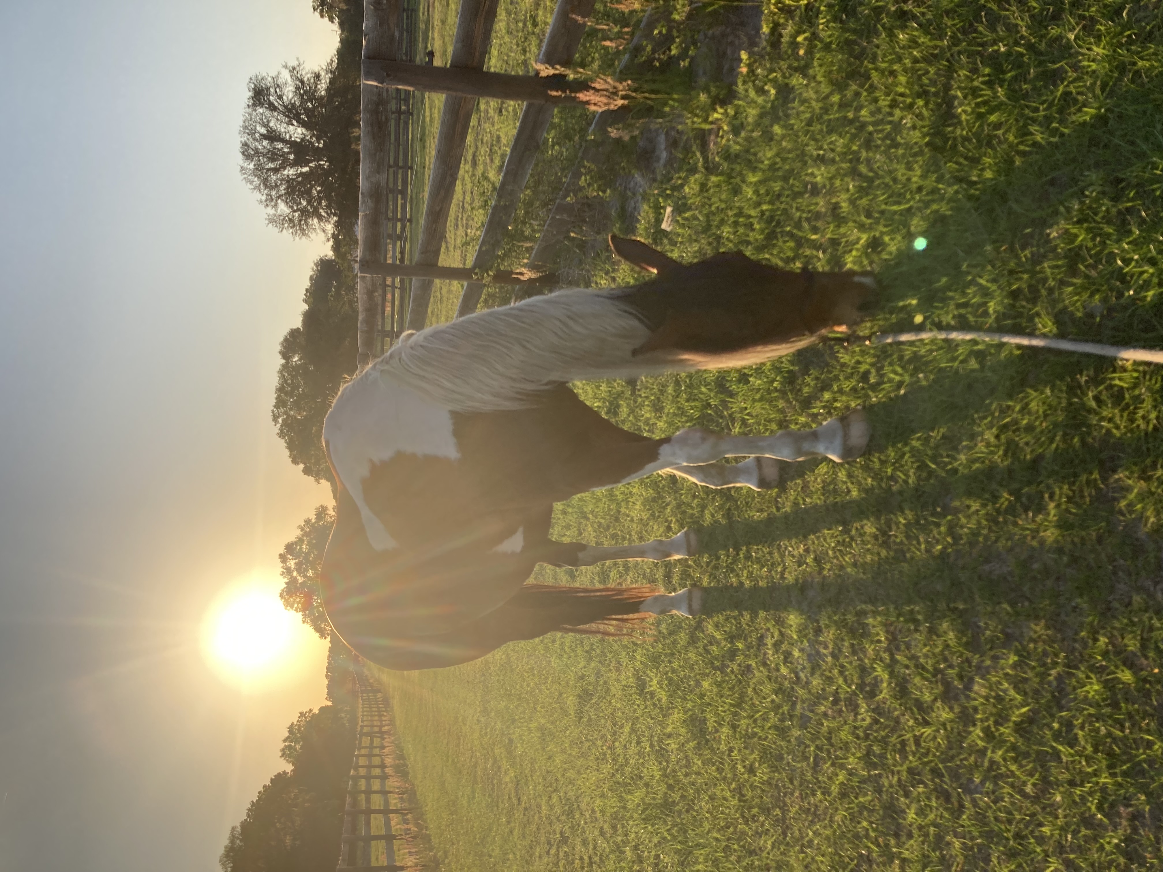 Beautiful paint horse grazing in a lush green pasture at golden hour sunset