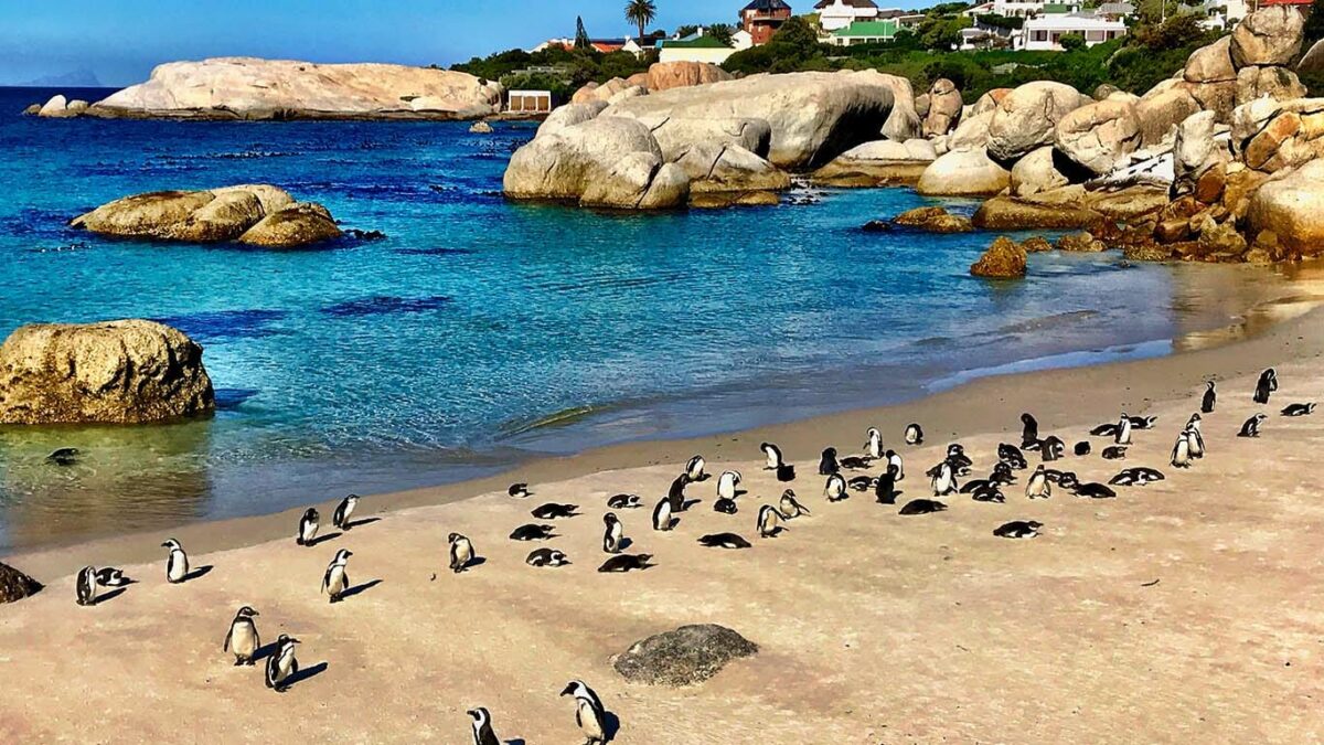 Simon's Town, Penguins & Cape Point Lighthouse