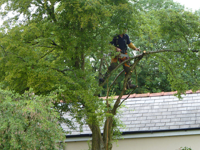Tree Services