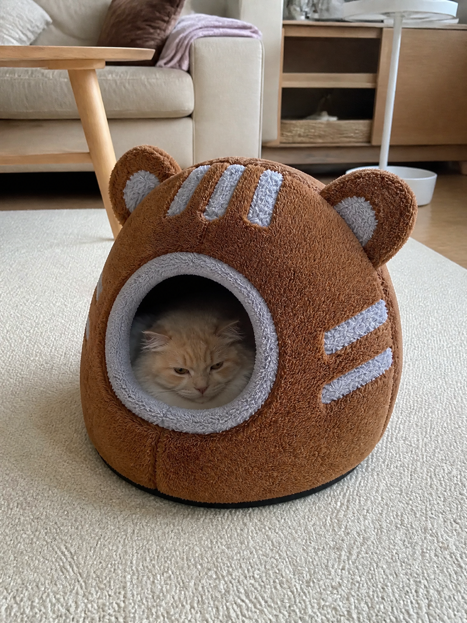 Cat resting in Cloud Nest — customer photo