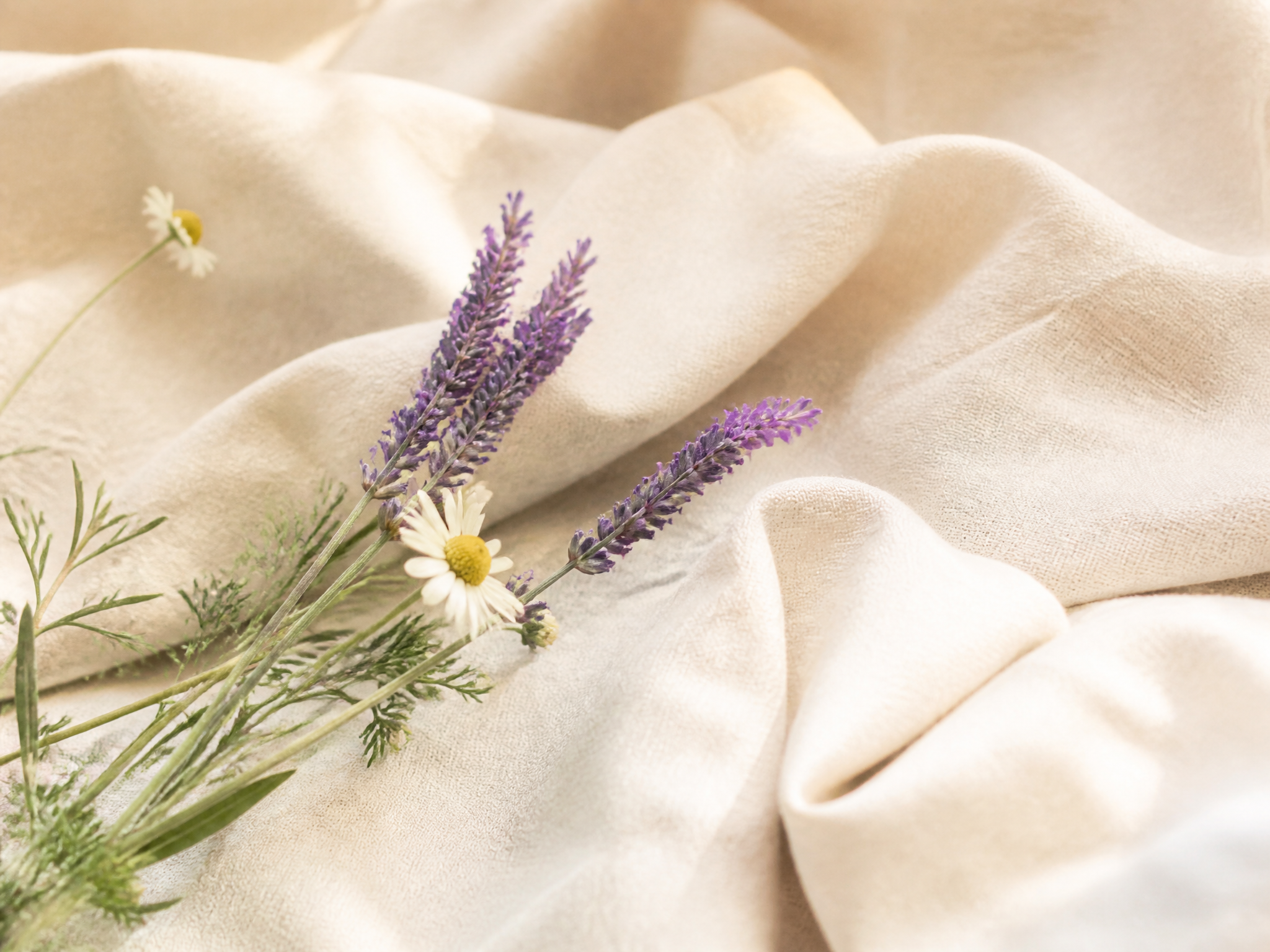 Serene still life of lavender and chamomile sprigs on warm ivory linen
