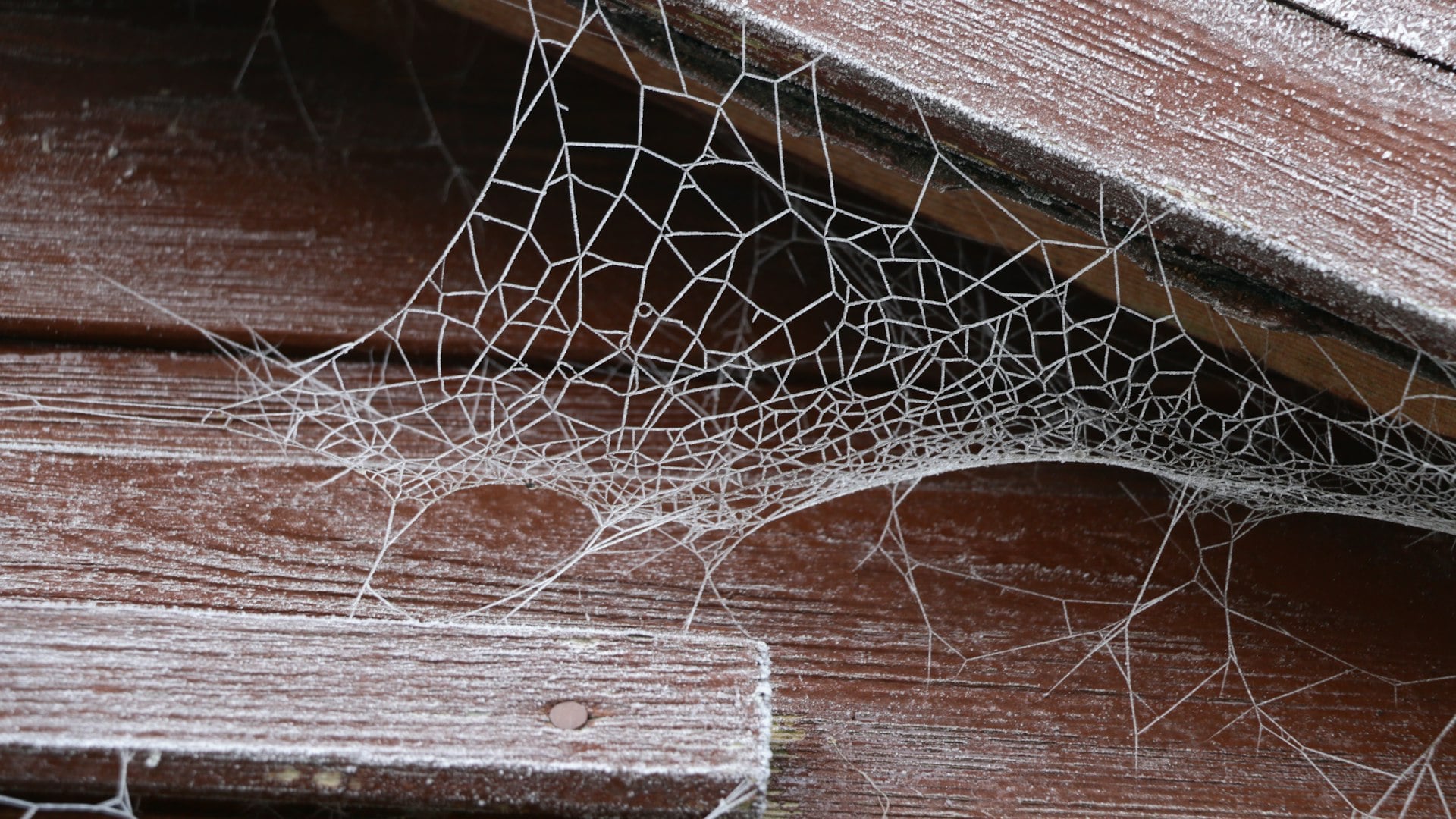 Spider web in Bulawayo home requiring professional spider removal