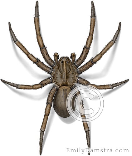 Wolf Spider