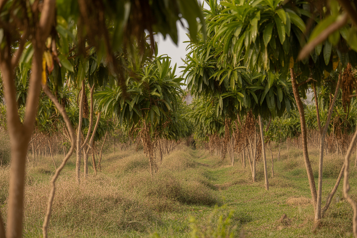 Plantation de vanille à Madagascar